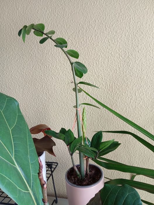 Plantas naturais a 15 euros