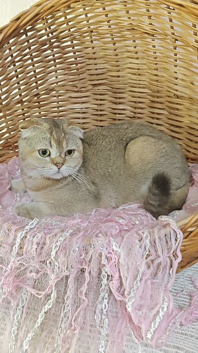 Висловуха дівчинка в золотому забарвленні