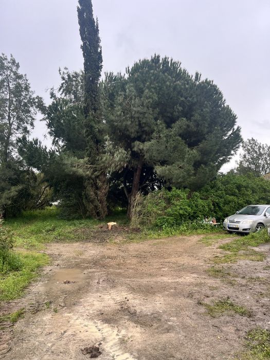 Limpeza e manutenção de terrenos Cuidamos do seu espaço verde