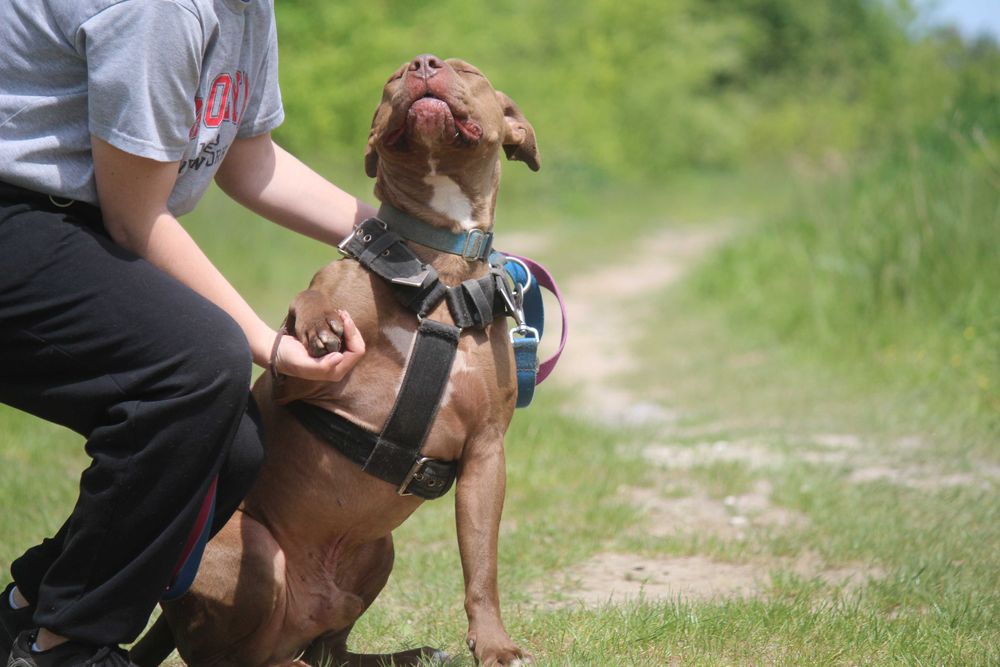 ZIUTEK  w typie pitbull , super pies , ale trzeba go wczesnej poznać