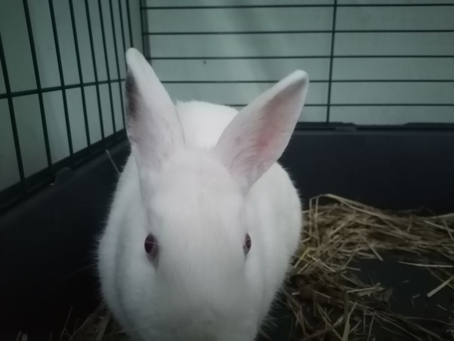 Sprzedam królika miniaturkę