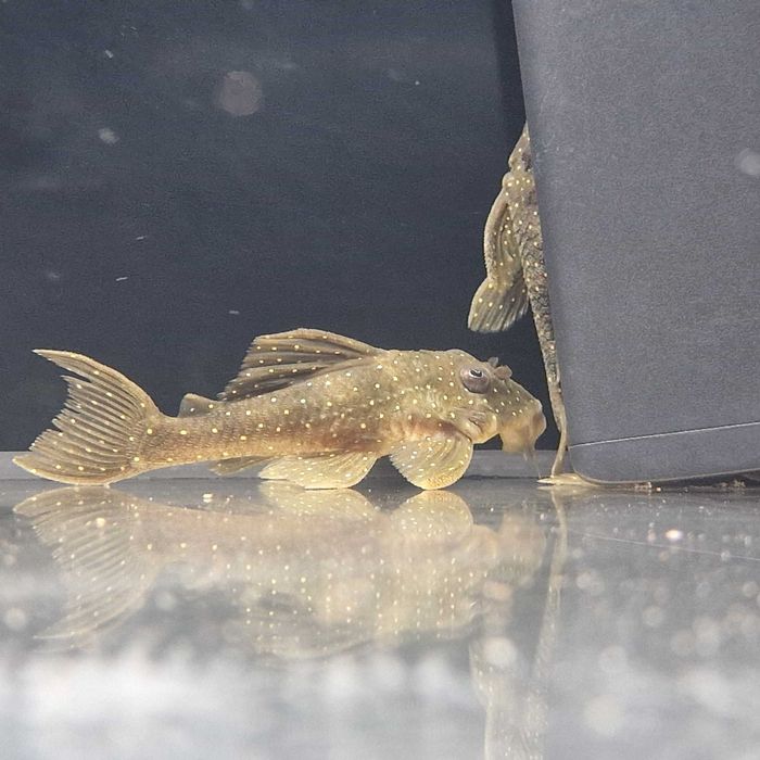 Zbrojnik L004 Angelicus Pleco Piekny w kropeczki glonojad