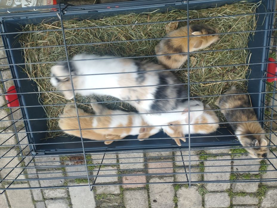 Małe króliki miniaturki