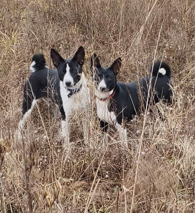 Хлопчик басенджі для найкращих.