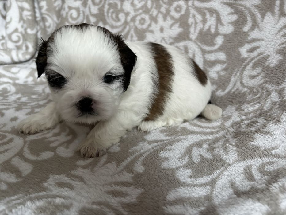 Piesek rasy shih tzu Ares    Rezerwacja