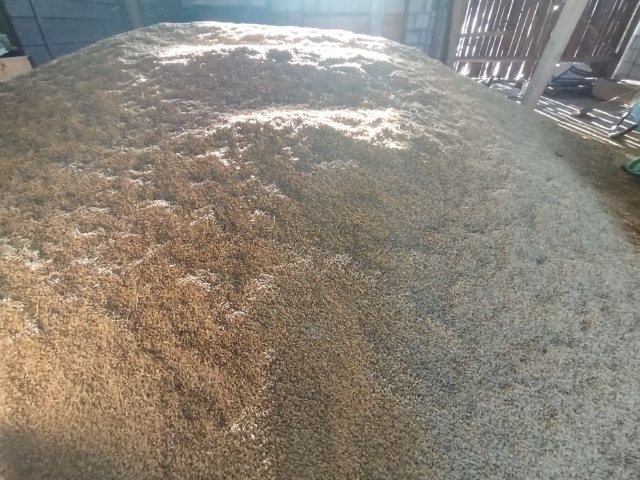 Jęczmień jary odmiana Farmer zbiór 2025, Owies