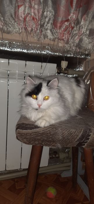 Кішечка шукає дім