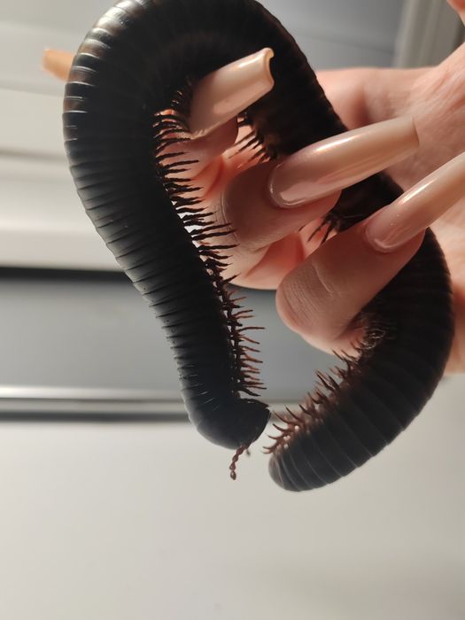 Afrykański krocionóg olbrzymi wij Archispirostreptus gigas