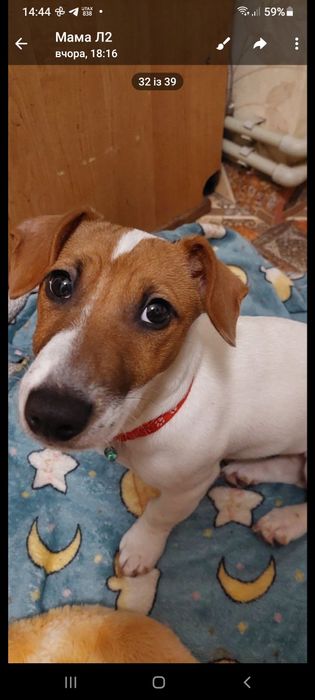 Джек Рассел дівчигка 4місяця