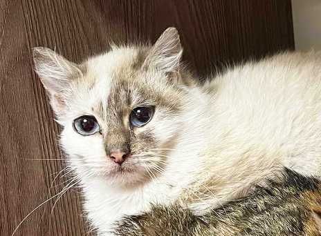 Блакитноока красуня-кішечка Еліс шукає дім (1 рік). Стерил. Кошка