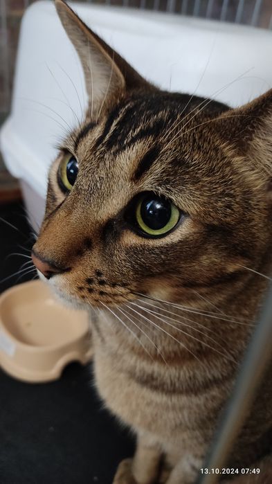 Котики - перетримка у великих боксах