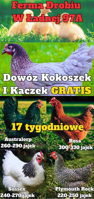 Kokoszki z GWARANCJĄ - Dowóz GRATIS Ferma Drobiu Ładna Marzec/Kwiecień