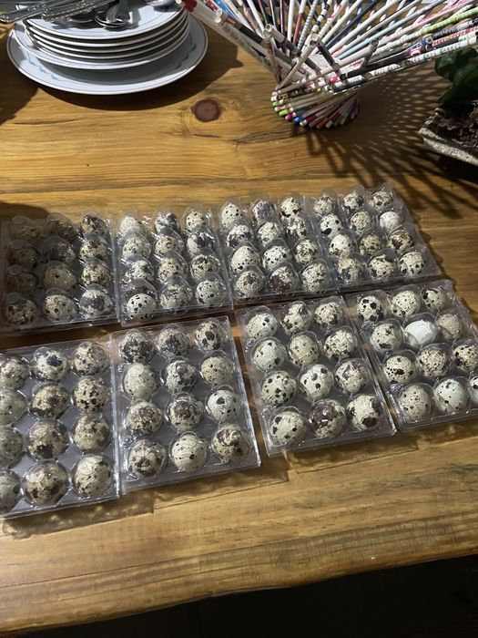 Ovos codorniz galados caseiros