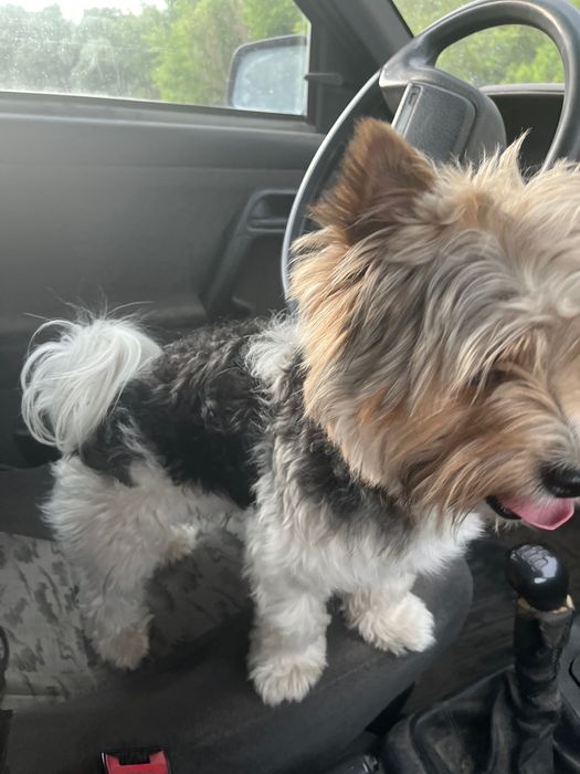 Вʼязка бівер йорк