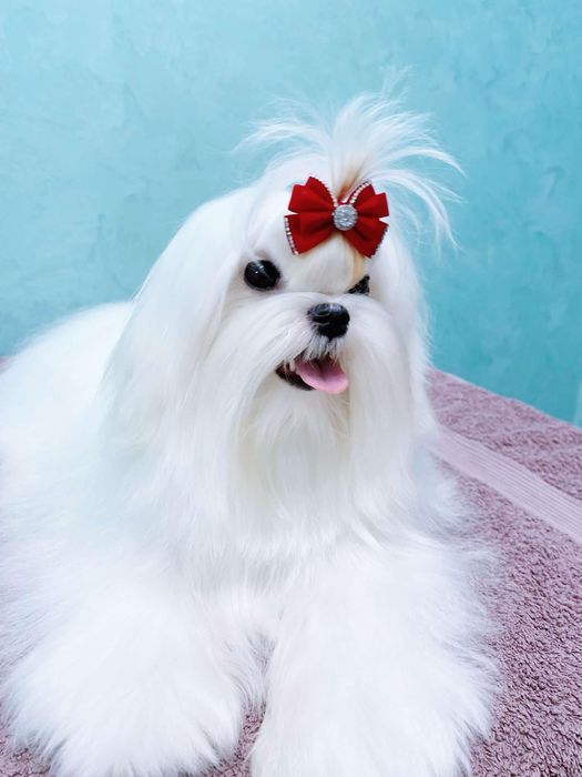 Файна дівчинка міні мальтезе