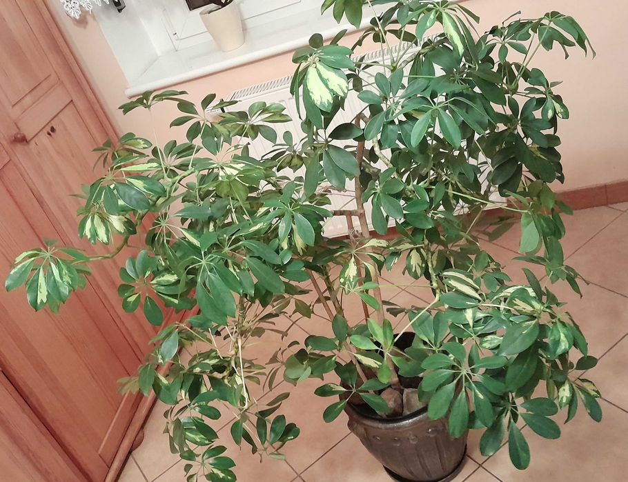 Kwiat Szeflera drzewkowata,formowana po rozłożeniu 150cm.