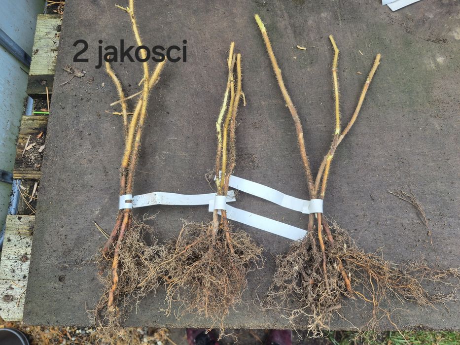 Sadzonka Malina golden queen