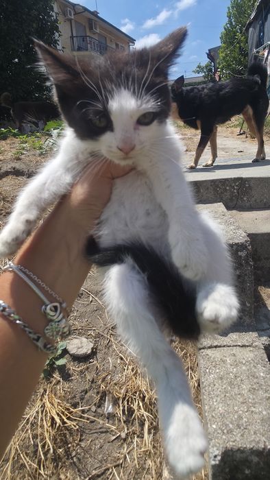 Gatinha para adopção responsavel