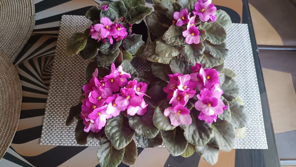 Фіалка сенполія квітуча