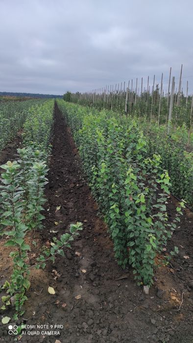 Продам підщепу Q-Eline , BA-29, М-9, 54-118