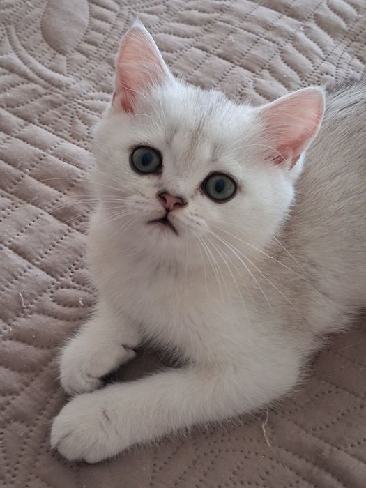 British Shorthair silver