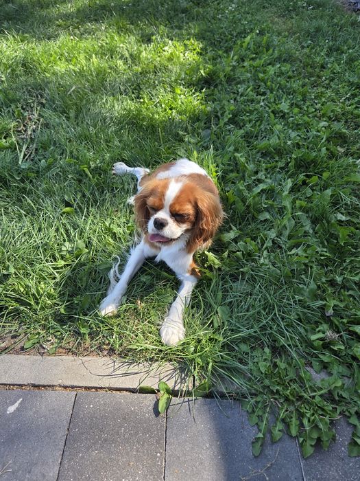 Cavalier King Charles Spaniel suka