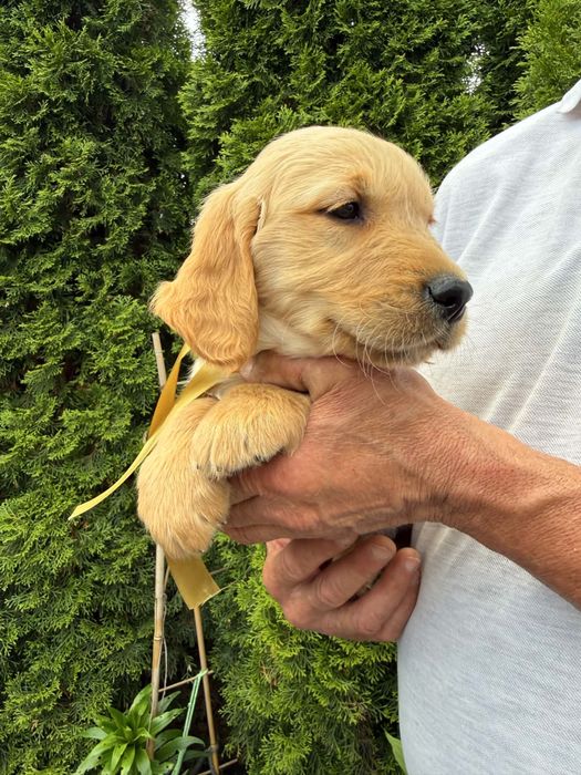 Golden retriever Samiec