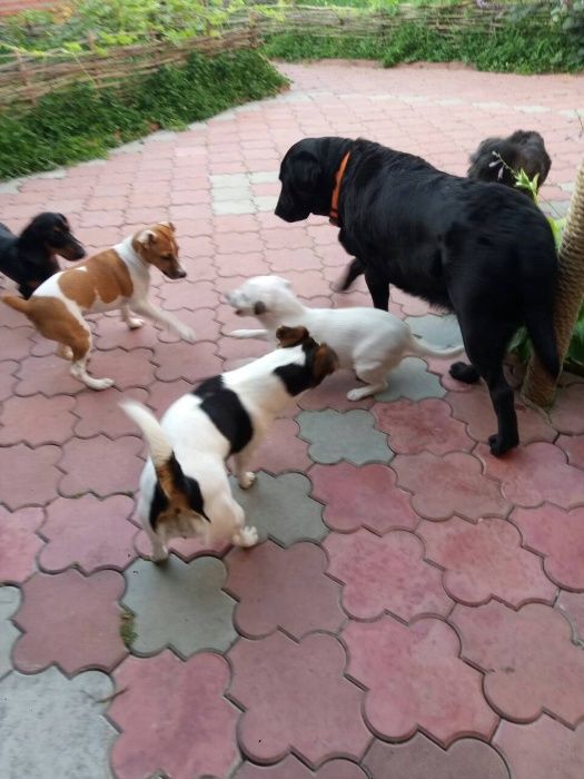 Передержка собак (животных), частный дом район пр. Гагарина.