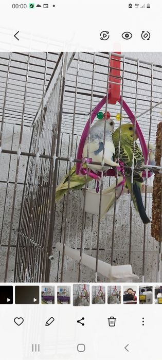 Vendo Periquitos Novos pelo valor unitário de 7,50 €