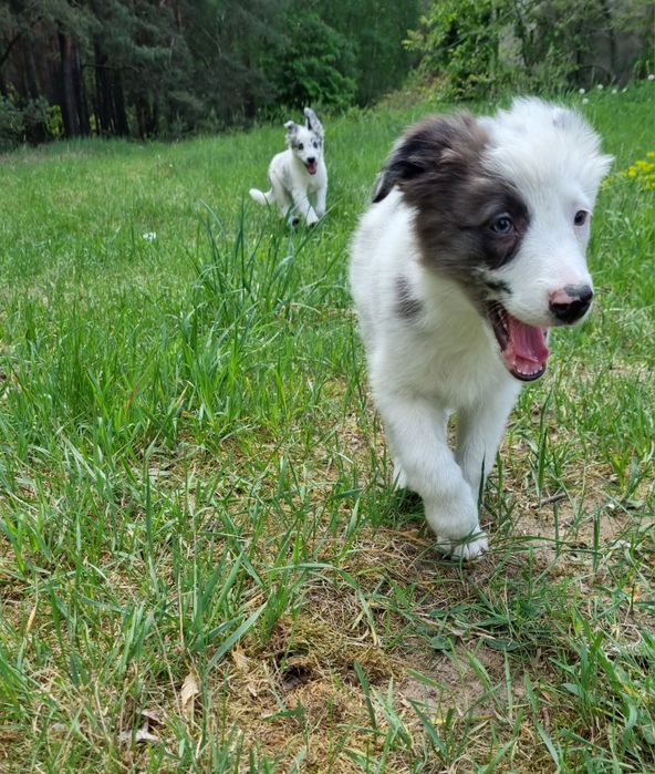 Border Collie suczka blue merle