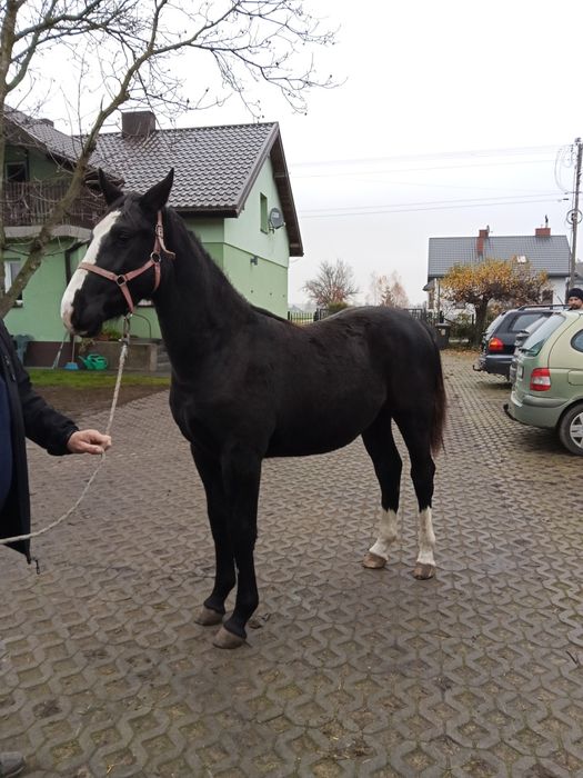 Sprzedam gierka śląskiego po Milano