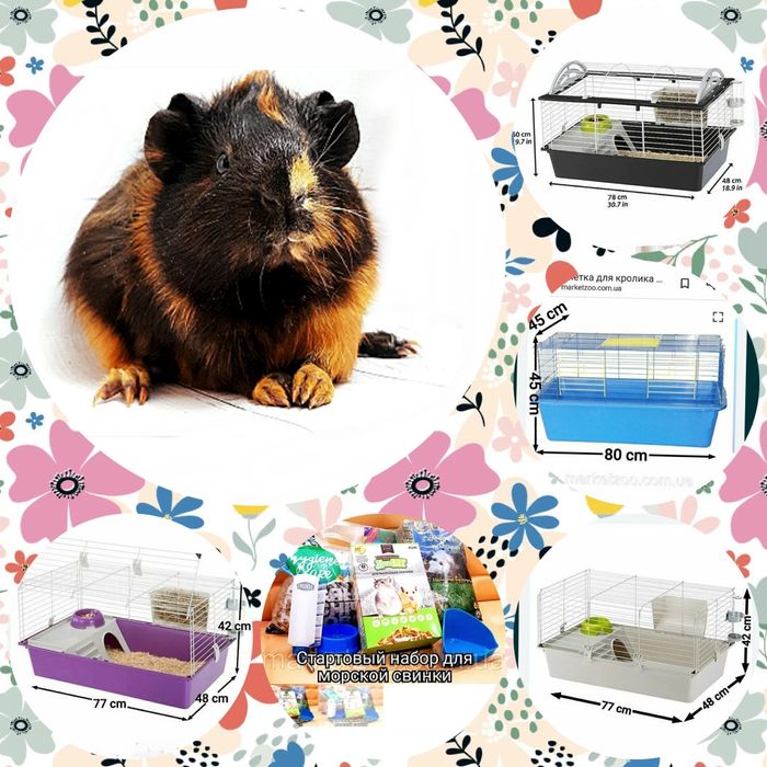 Морская свинка, морська свинка, морские свинки, морські свинки