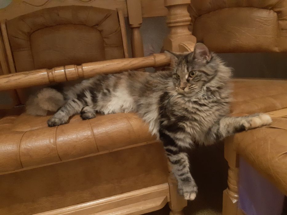 Продажа кошки добрая