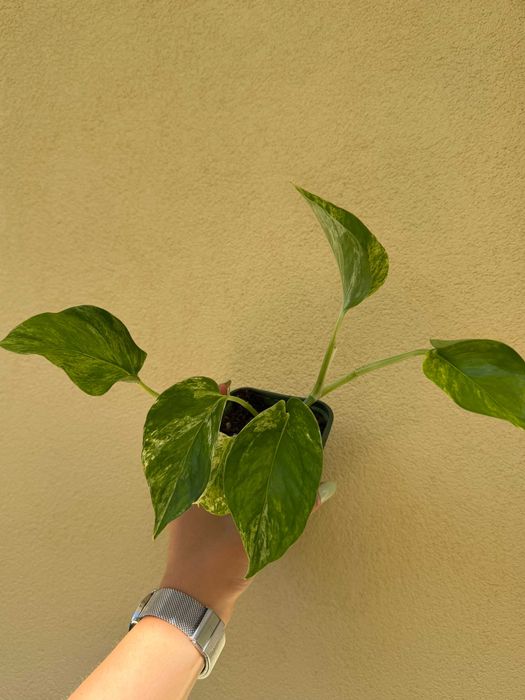 Planta Pothos Marble Queen