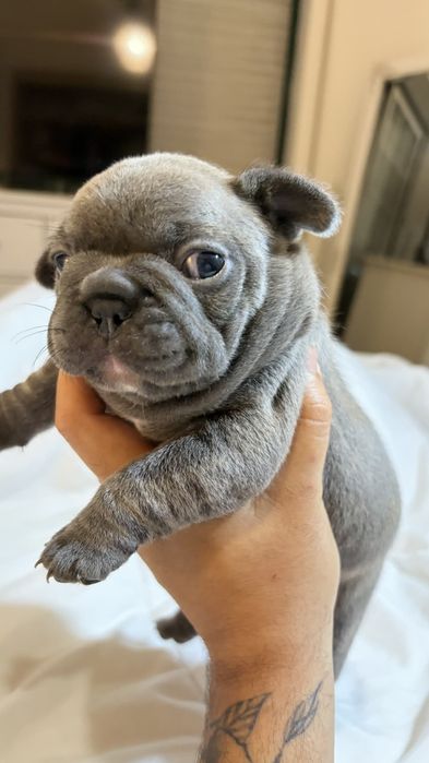 Bulldog francês blue