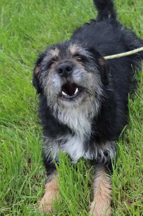 Lucyfer kocha człowieka , ale nie lubi psów - schronisko