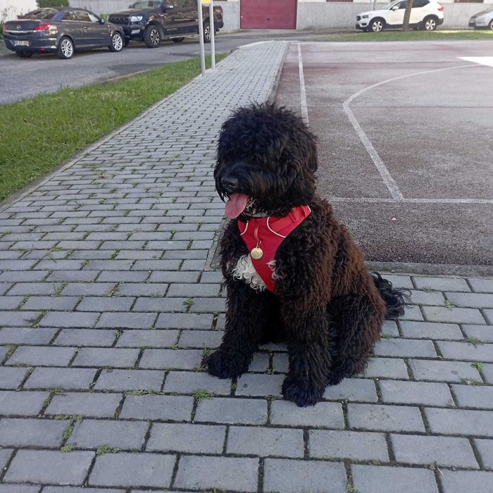 Cao de Agua Portugues para acasalar