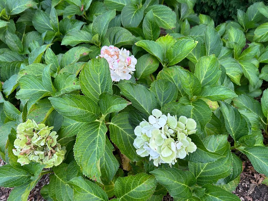 Hortensja ogrodowa biała Hydrangea macrophylla