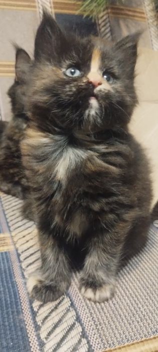 Дівчинка мейн кун