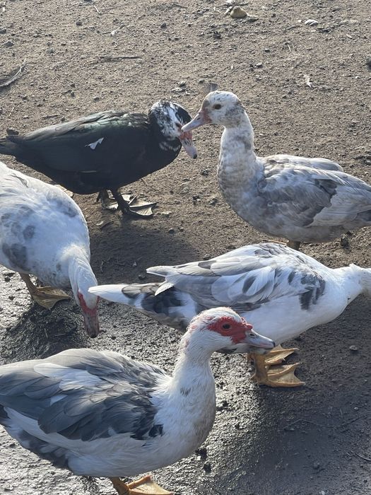 Vendo patos mudos criados na quinta