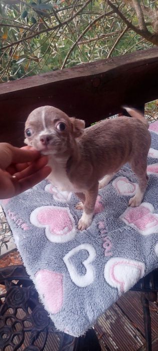 Chihuahua Miniatura Macho Pelo Curto