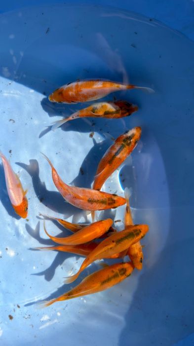 Carpas koi 10 a 12 cm