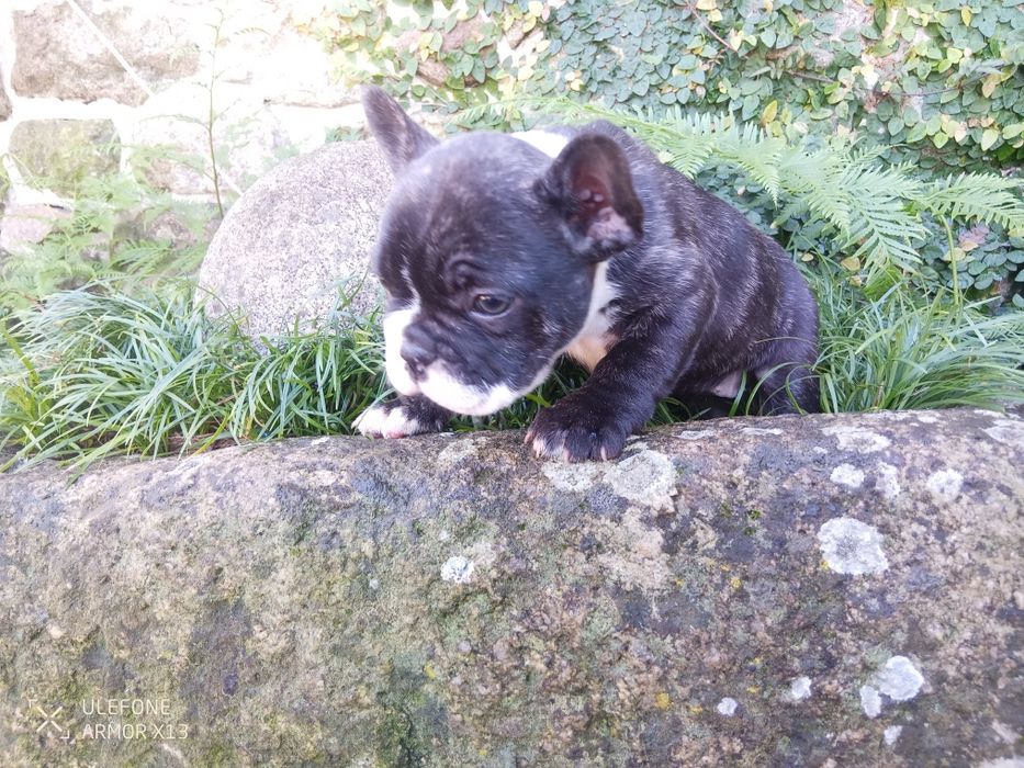 Bulldog  Francês