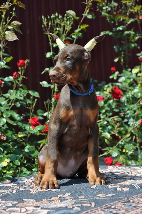 Добермани (розплідник)