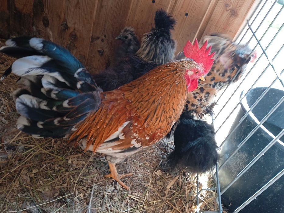 Kury rasowe brachmy kochiny liliputy karzełki łapciate  silki