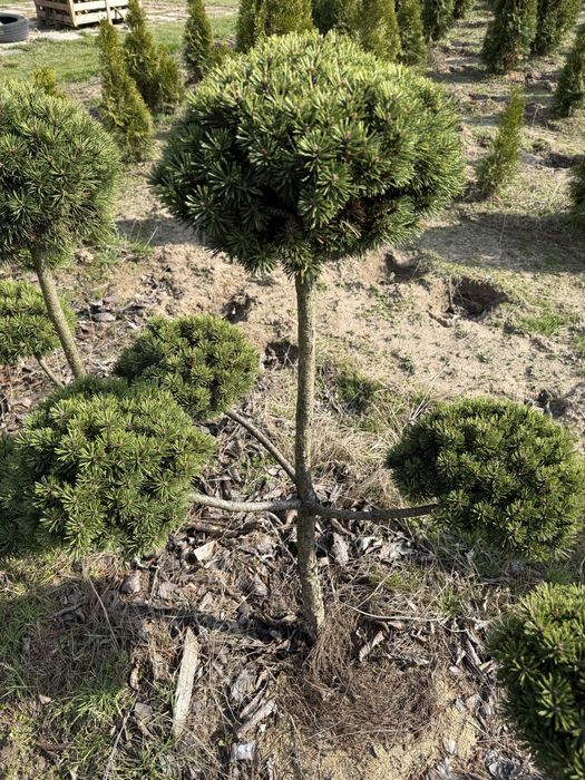 Sosna szczepiona bonsai piekna