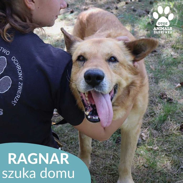 Ragnar szuka domu!