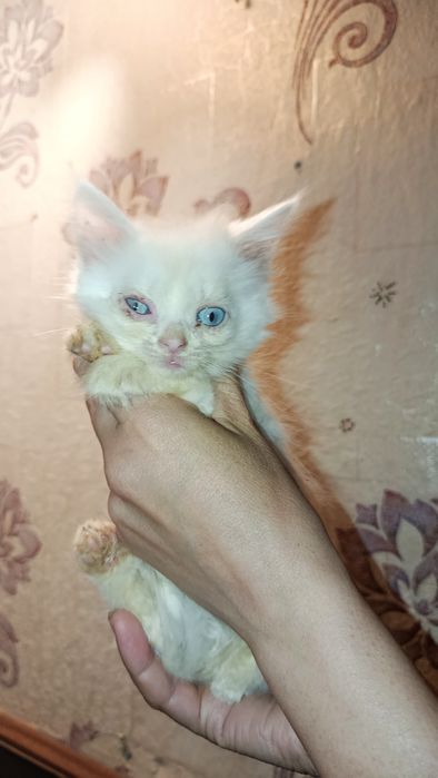 Кошенята  шукають дім