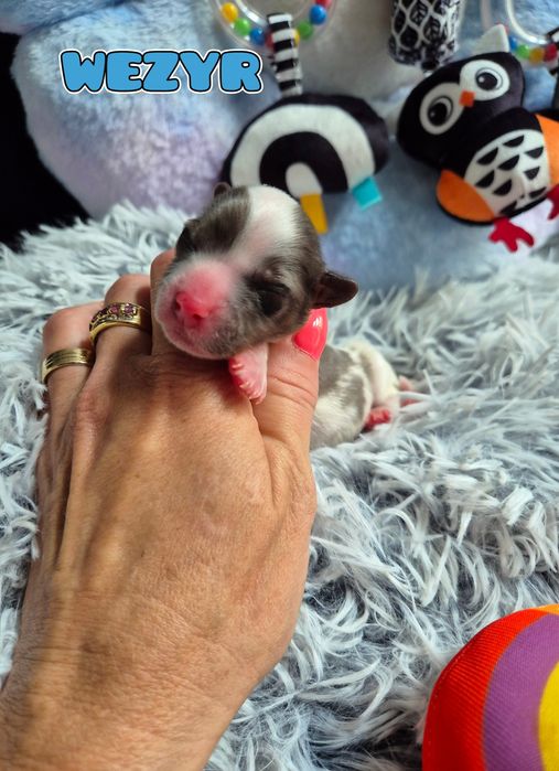 Piesek blueberry merle