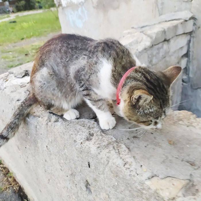 Отдам кота лесного окраса, 2 года